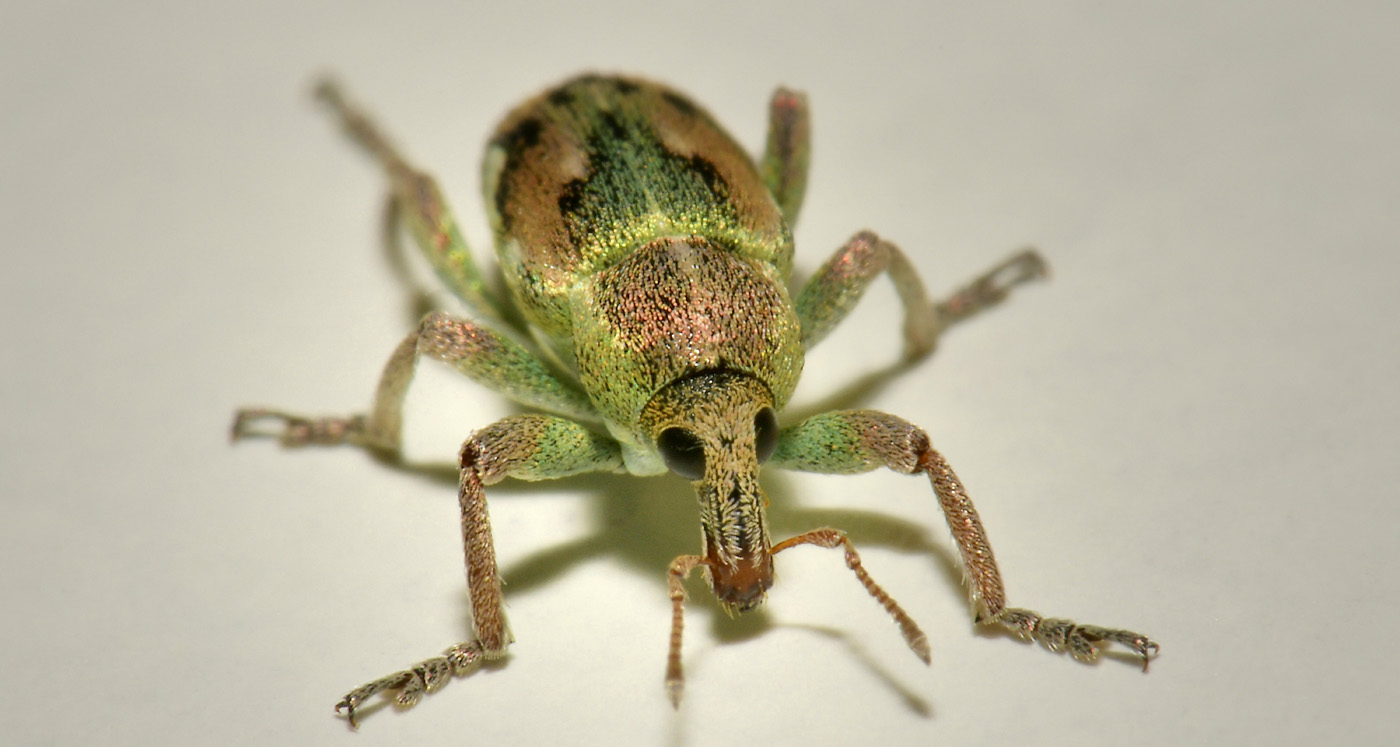 Curculionidae: Coniatus tamarisci? Sì, assieme a Coniatus suavis